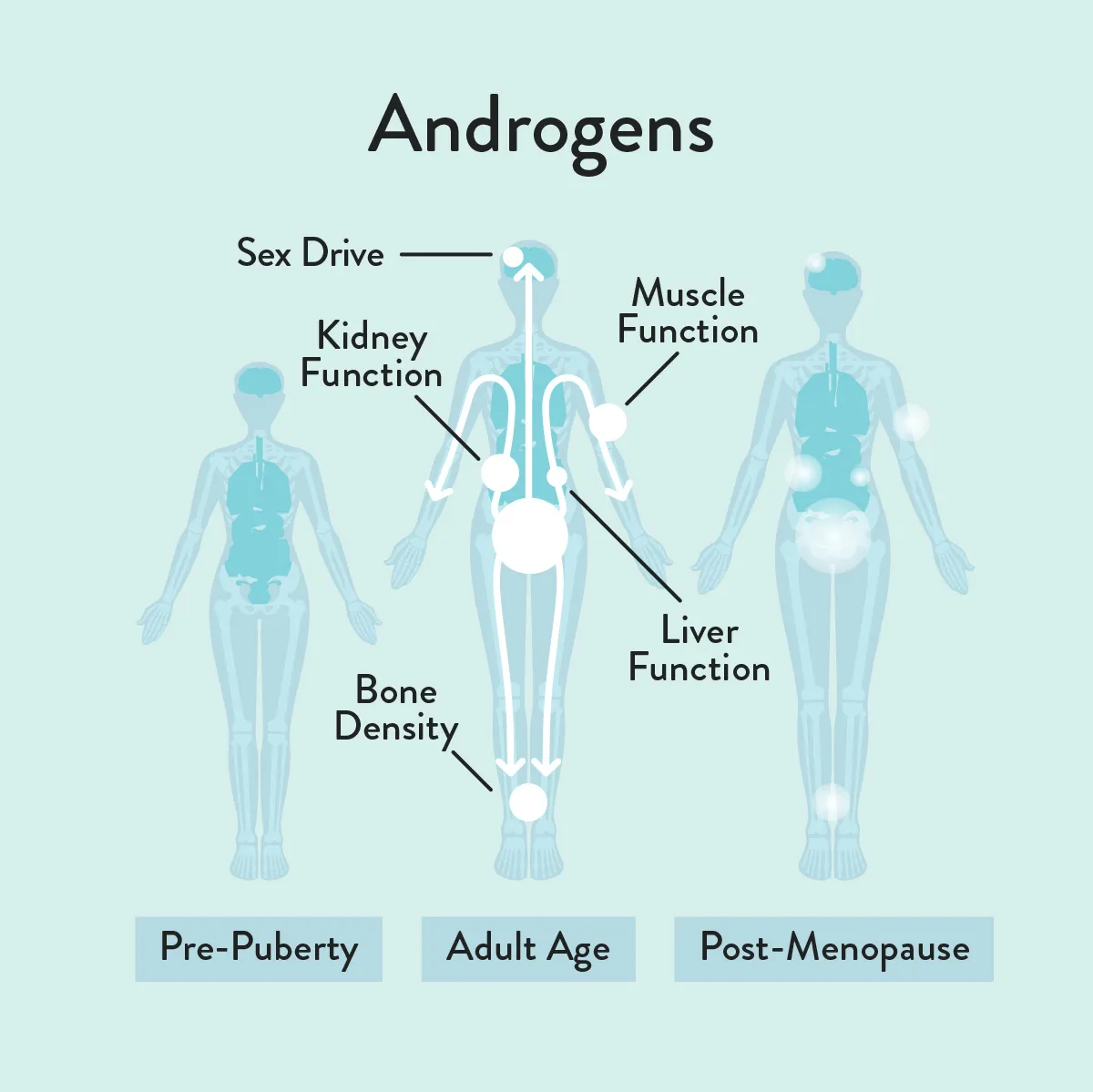 Androgens informative diagram