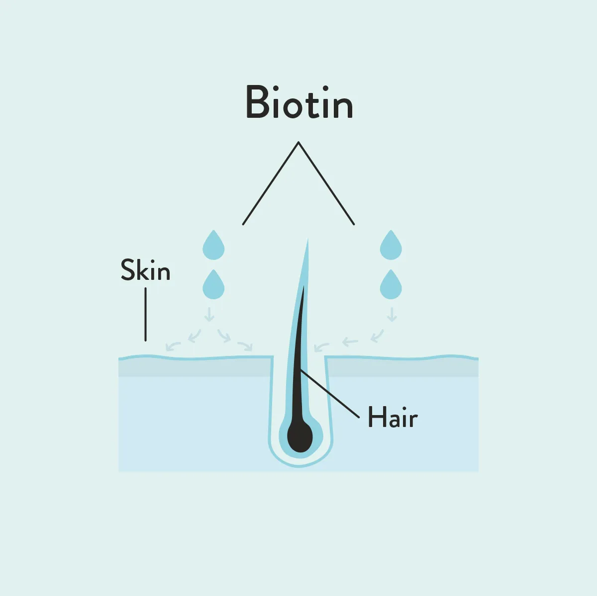 Biotin informative diagram