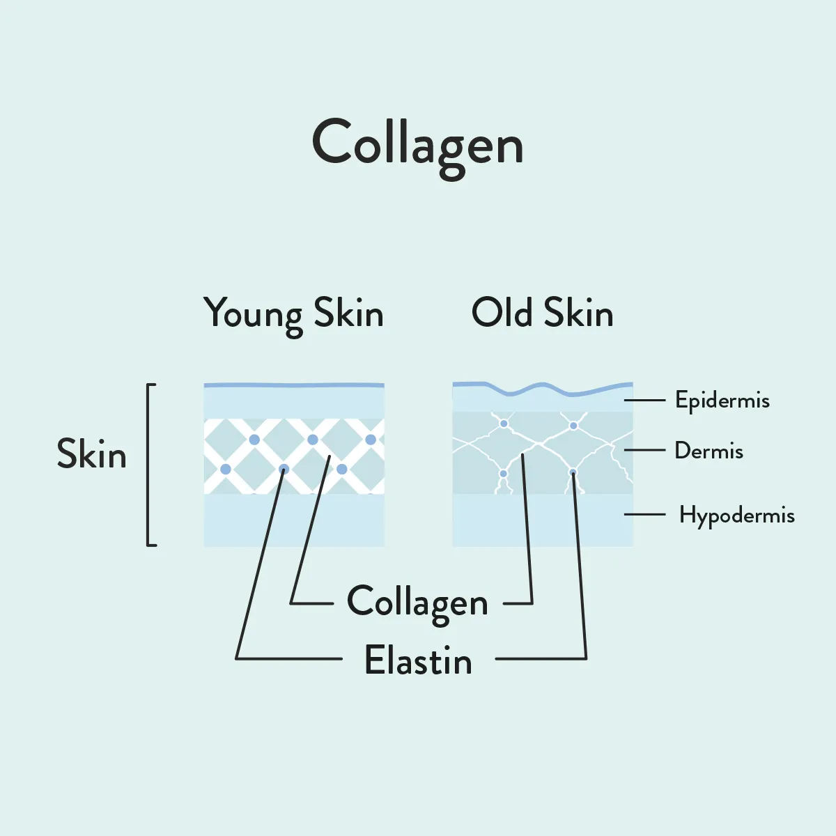 Collagen informative diagram