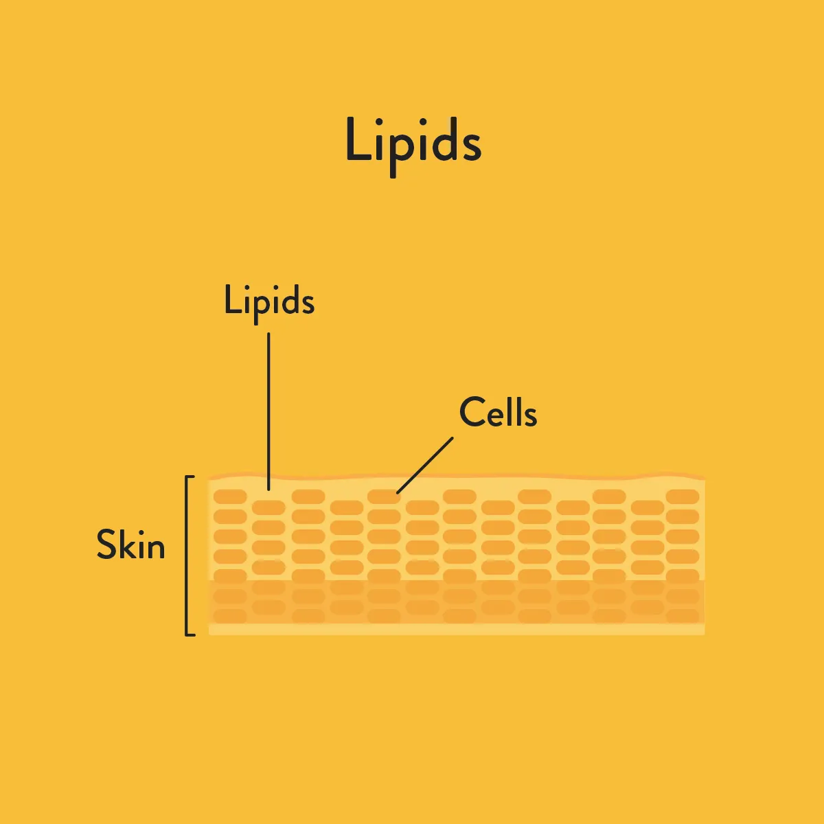 lipids informative diagram