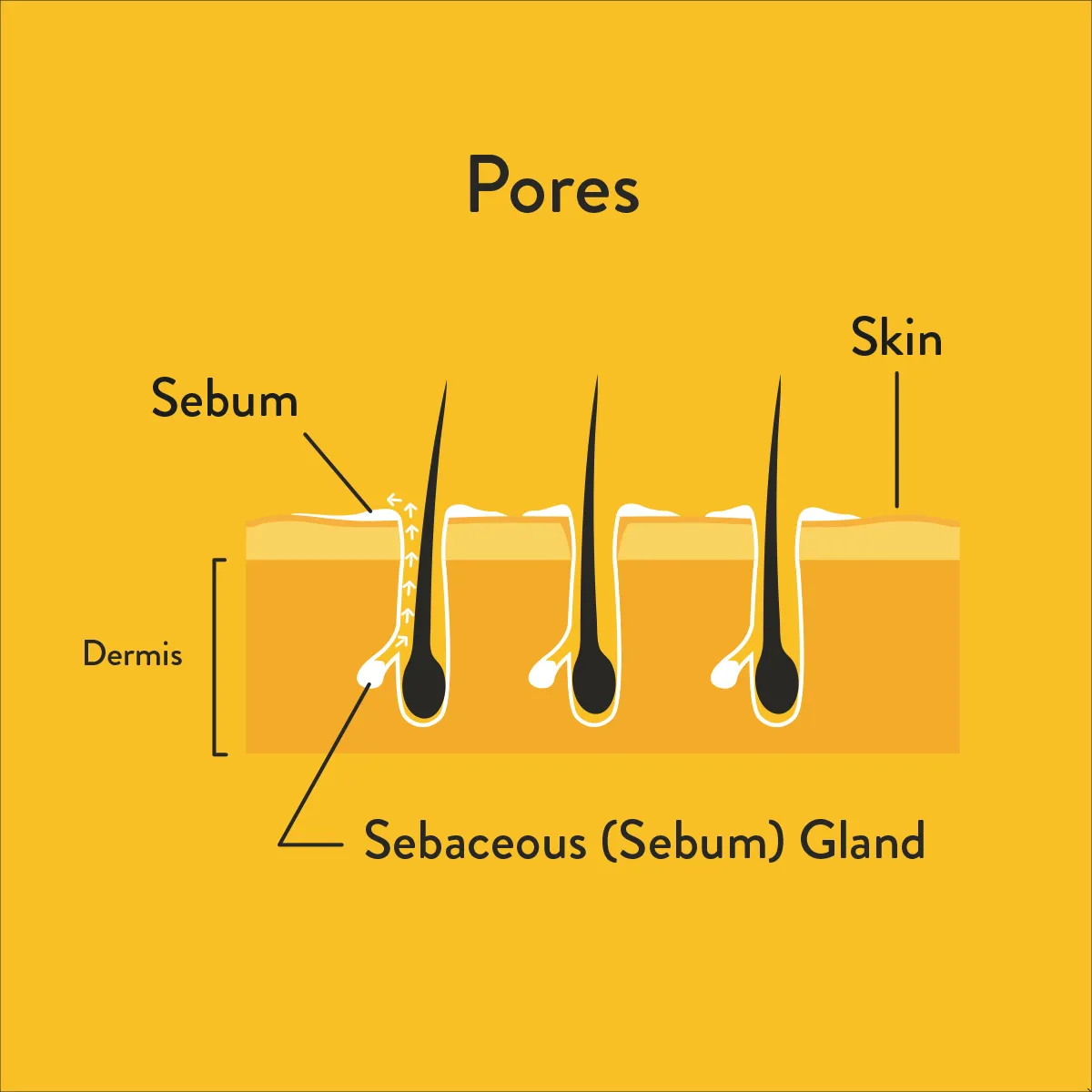 Skin pores informative diagram